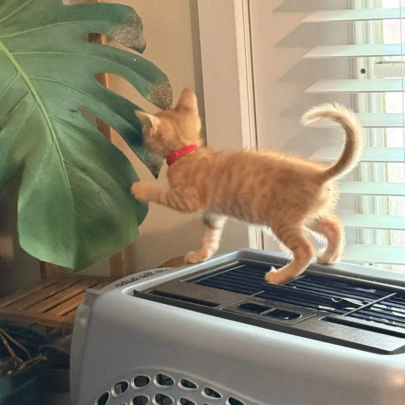 Zeppelin Athens  Ga thumbnail 4