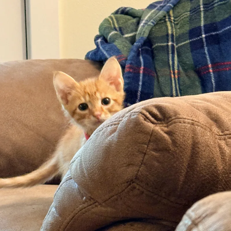 Zeppelin Athens  Ga thumbnail 5