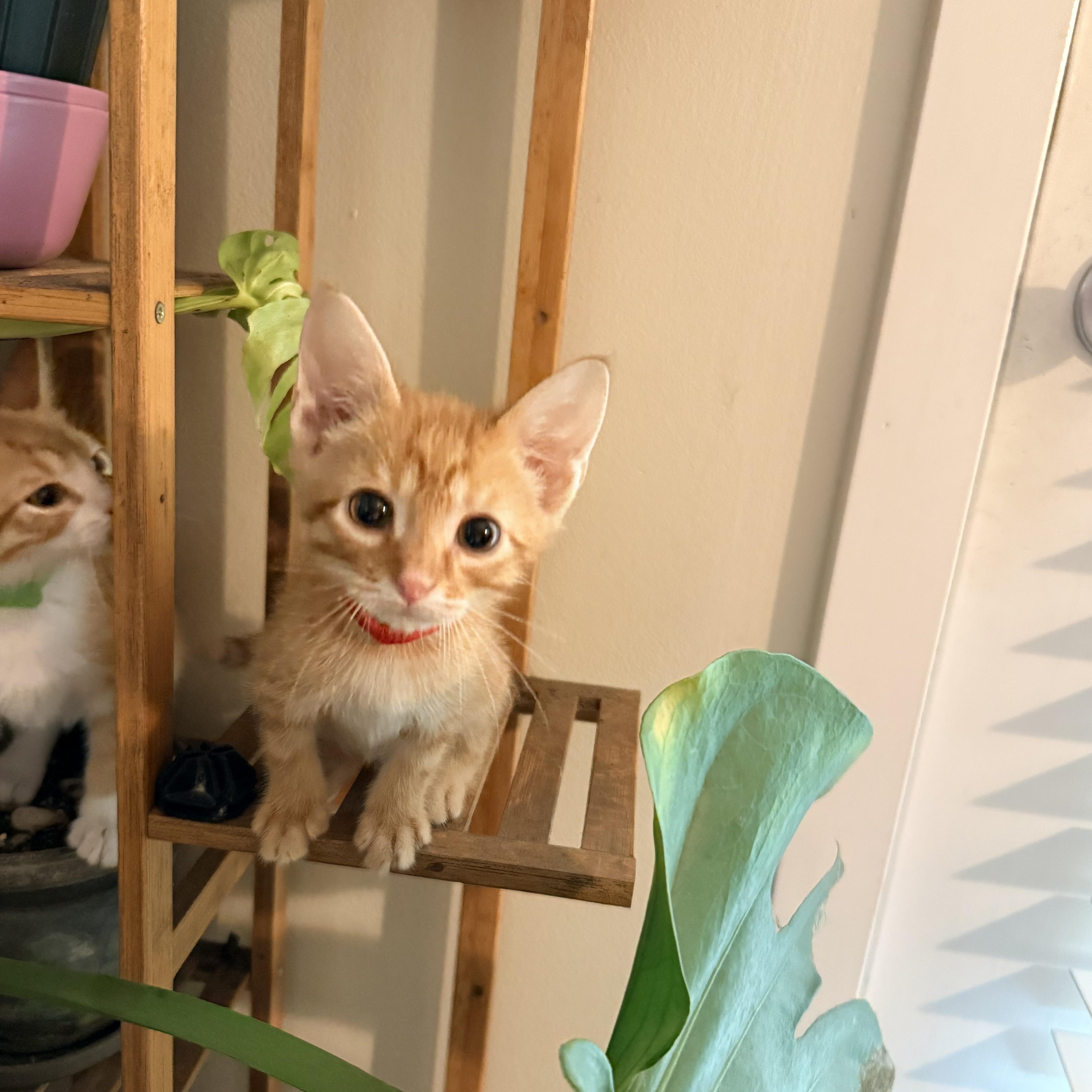 A baby medium-sized male Tabby (Orange / Red) Domestic Short Hair cat named Zeppelin Athens Ga for adoption in Greensboro, GA
