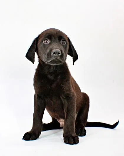A baby large-sized male Labrador Retriever dog named Jase for adoption in Morton Grove, IL