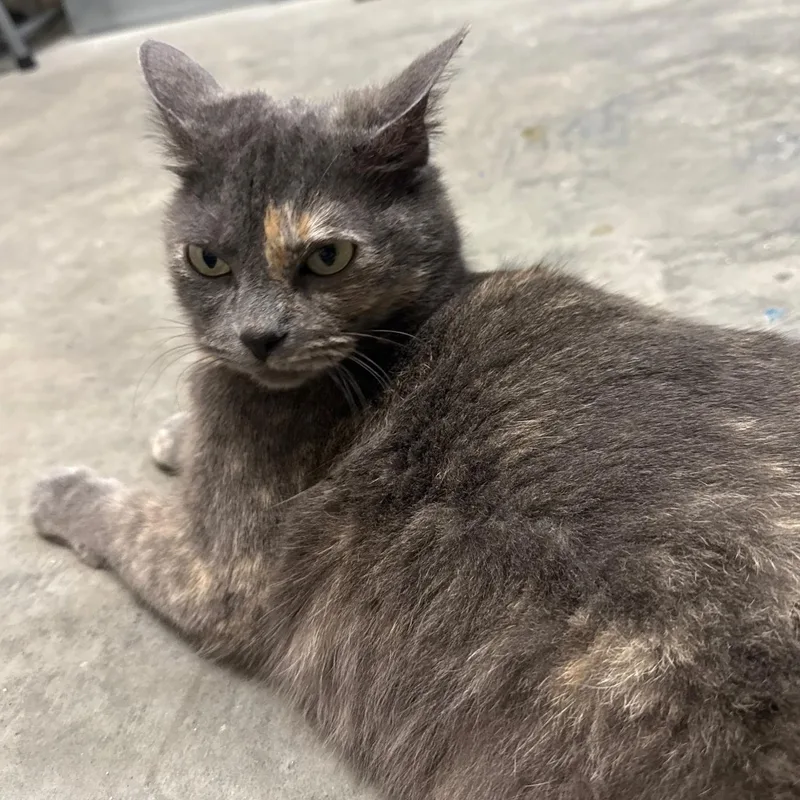 An adult medium-sized female Dilute Calico cat named Silver for adoption in Pasco, WA