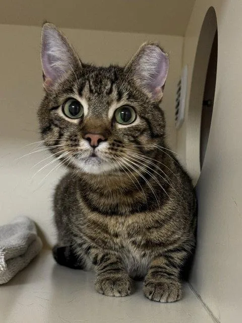 An adult medium-sized male Domestic Short Hair cat named Tiger Boy for adoption in Lancaster, PA