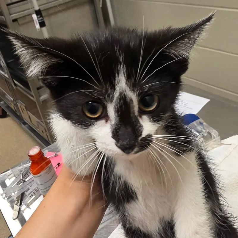 A baby small-sized female Black Domestic Short Hair cat named Ginkgo for adoption in Bristol, IN
