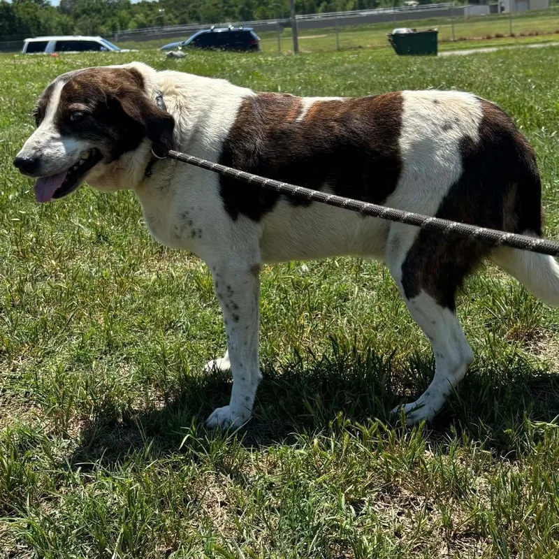 Cooper