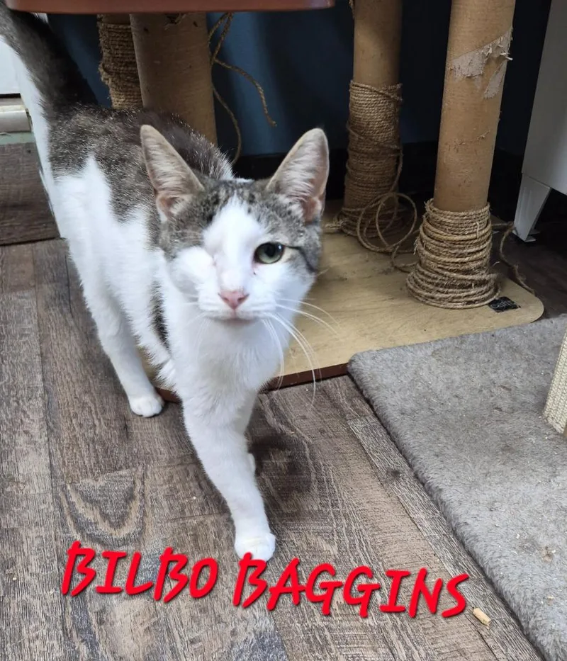An adult medium-sized female Domestic Short Hair cat named Bilbo Baggins for adoption in Rome, GA
