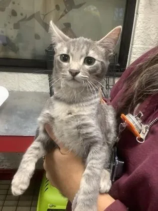 An adult small-sized female Domestic Short Hair cat named 4 for adoption in Fort Worth, TX