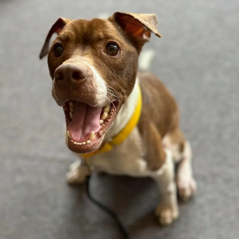 An adult small-sized male Mixed Breed dog named Andypapaw for adoption in Prospect, KY