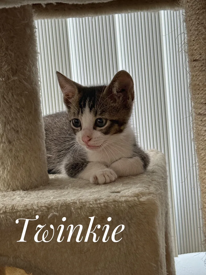 A baby large-sized female Buff / Tan / Fawn Tabby cat named Twinkie for adoption in Wimauma, FL