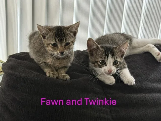 Twinkie thumbnail 3