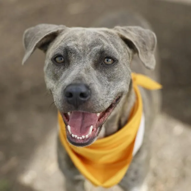 A young medium-sized female American Staffordshire Terrier dog named Bella for adoption in San Antonio, TX