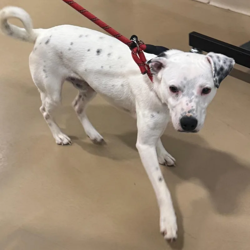 A young small-sized male White / Cream Mixed Breed dog named Mitochondria for adoption in Winston-Salem, NC