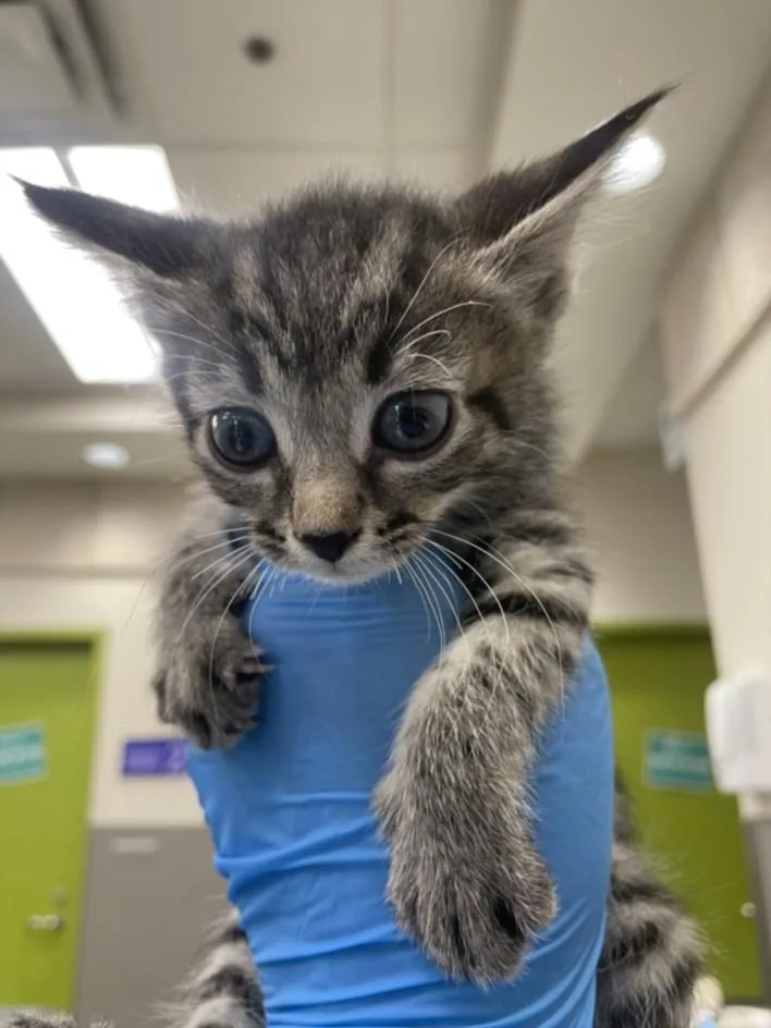 A baby small-sized female Domestic Short Hair cat named Cabbage for adoption in Las Vegas, NV