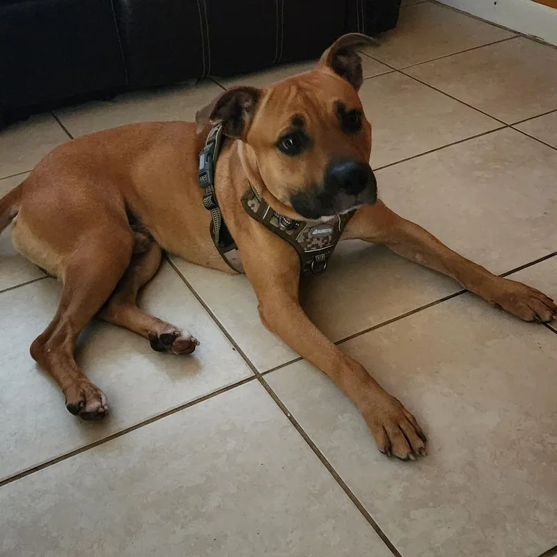 An adult large-sized male Yellow / Tan / Blond / Fawn Mixed Breed dog named Shadow for adoption in West Palm Beach, FL