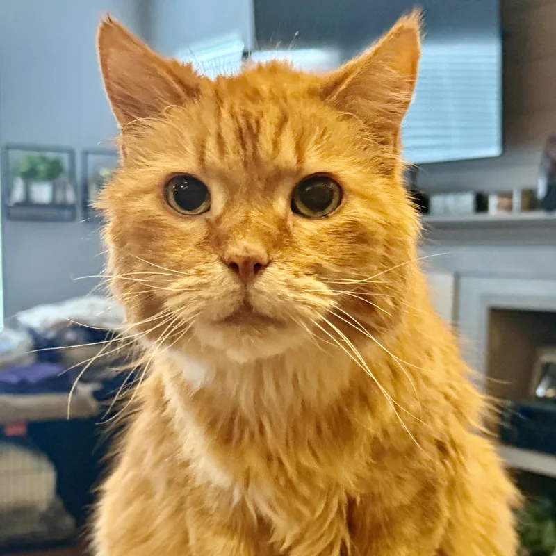 A senior large-sized male Domestic Long Hair cat named Rigby in Colorado for adoption in Cumberland, ME