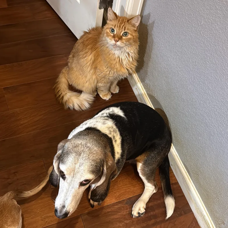 Rigby in Colorado thumbnail 3