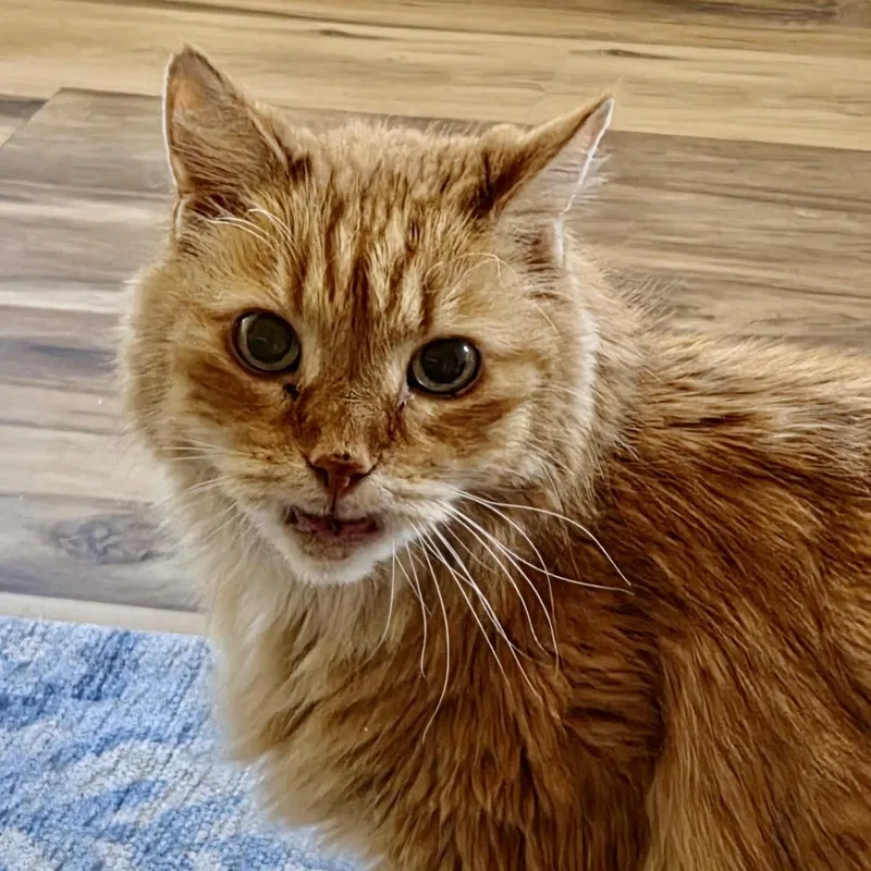 Rigby in Colorado thumbnail 4