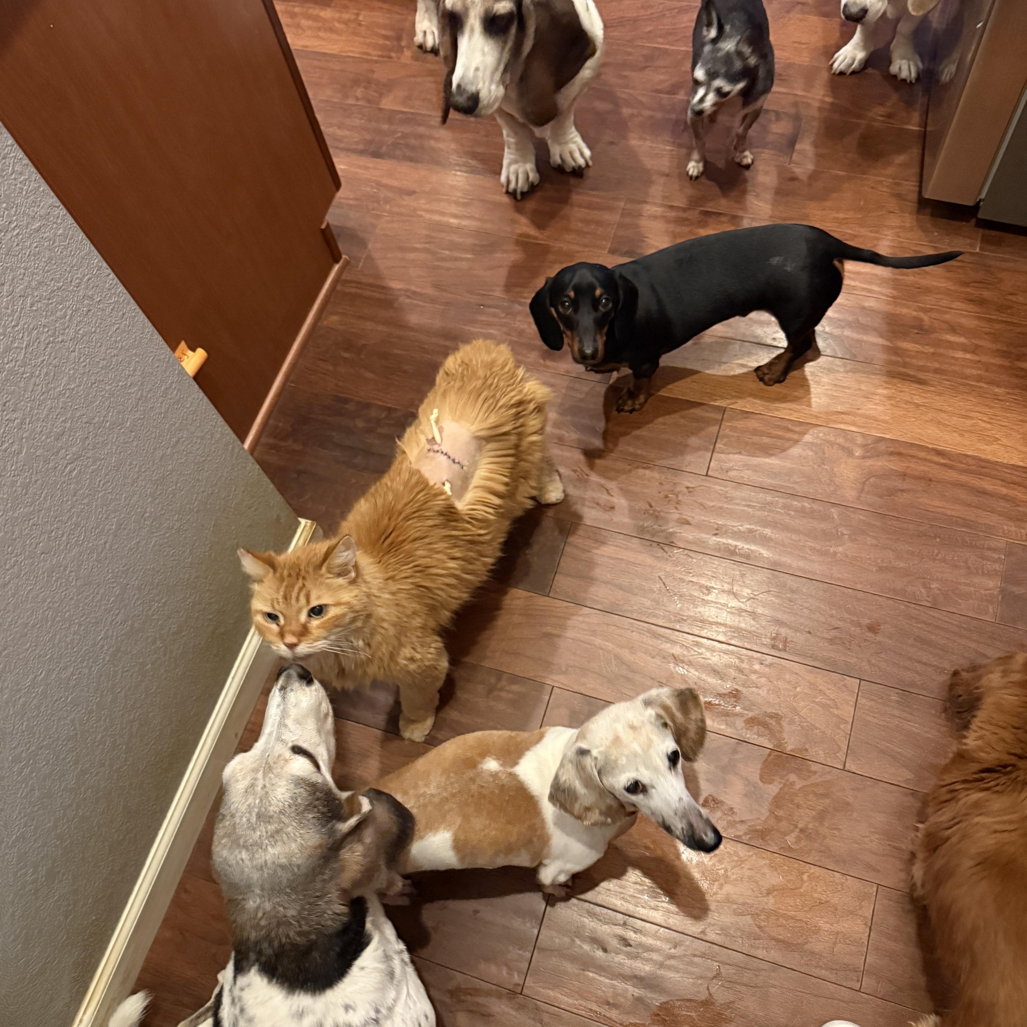 Rigby in Colorado thumbnail 5