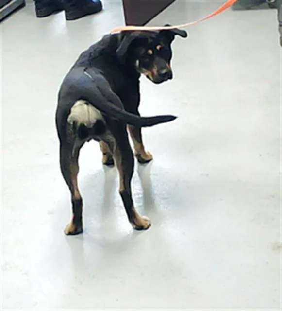 A young medium-sized female Pit Bull Terrier dog named Julia for adoption in Fayetteville, NC