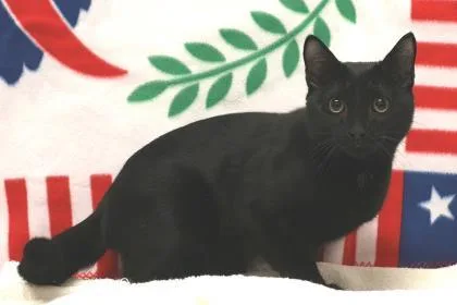 An adult small-sized male Domestic Short Hair cat named Sticky for adoption in West Chester, PA