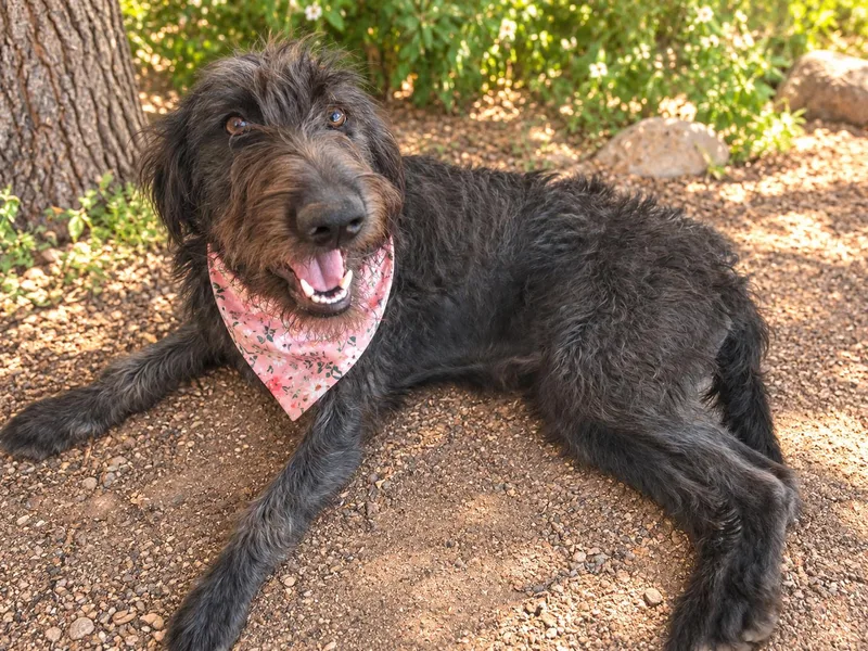 A young large-sized female Standard Poodle dog named Red for adoption in Phoenix, AZ
