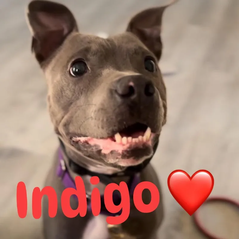 Indigo thumbnail 4