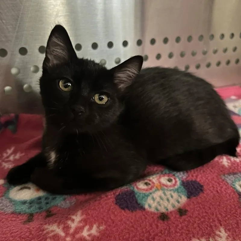 A baby small-sized female Black Domestic Short Hair cat named Rainbow for adoption in Denver, CO