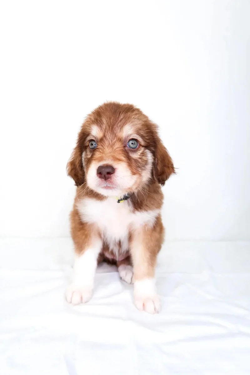 A baby medium-sized female Brown / Chocolate Great Pyrenees dog named Oasis for adoption in Bixby, OK
