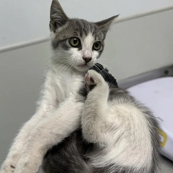 A baby small-sized female Domestic Short Hair cat named Sky for adoption in San Diego, CA