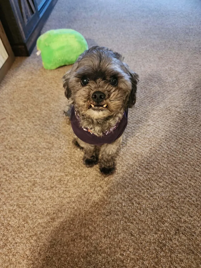 Lulu