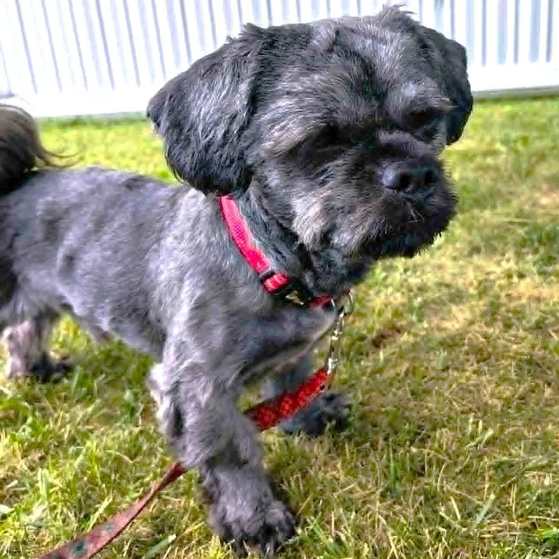 A young small-sized male Black Shih Tzu dog named Mork for adoption in Burton, MI