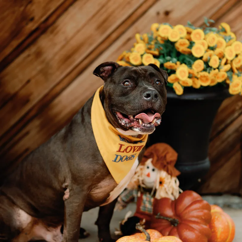 An adult medium-sized male Black American Staffordshire Terrier dog named Stedman for adoption in Houston, TX
