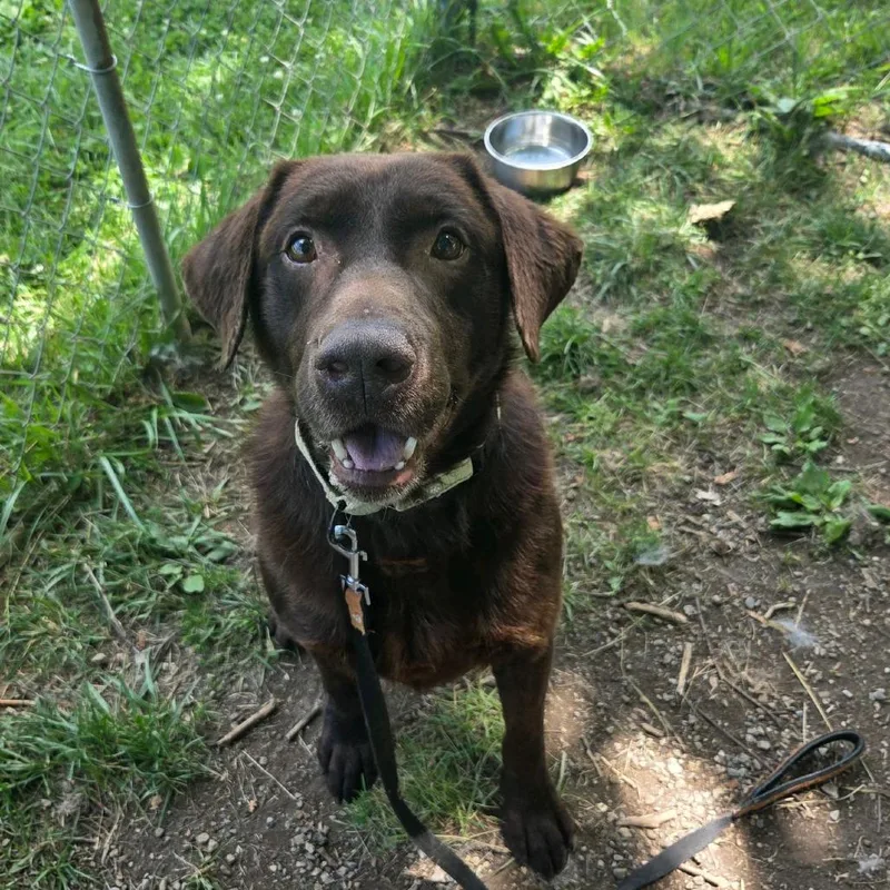 An adult large-sized male Brown / Chocolate Chocolate Labrador Retriever dog named Duke for adoption in Columbia Station, OH
