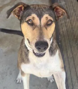 An adult medium-sized female Terrier dog named Little Debbie for adoption in Washington, DC