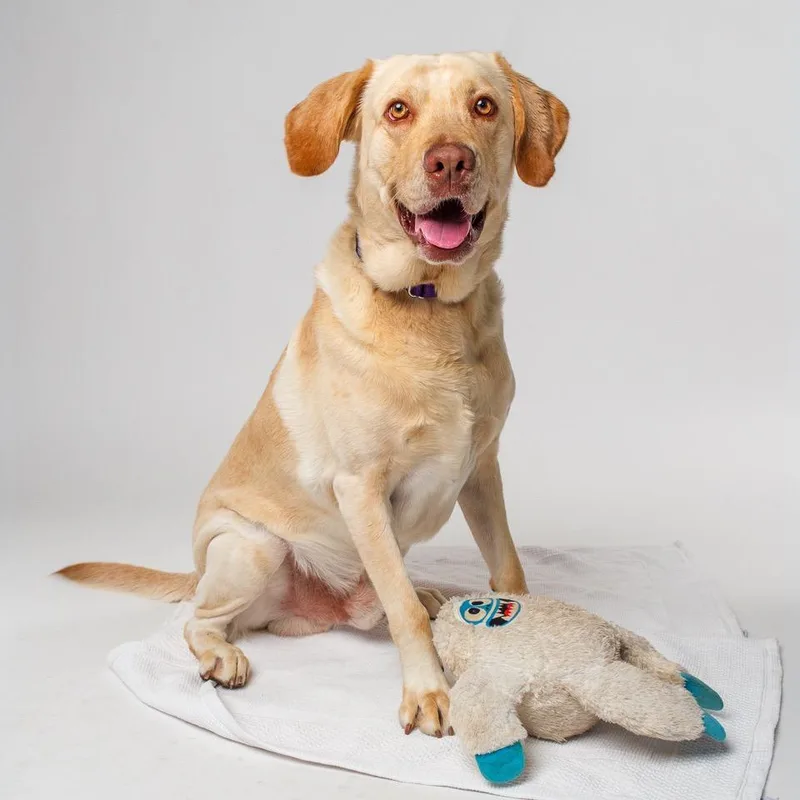 An adult large-sized male Golden Yellow Labrador Retriever dog named Lucario for adoption in Palm Springs, CA