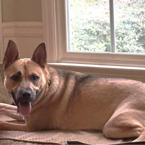 An adult medium-sized female Bicolor German Shepherd Dog named Ally SCAS for adoption in Rockaway, NJ