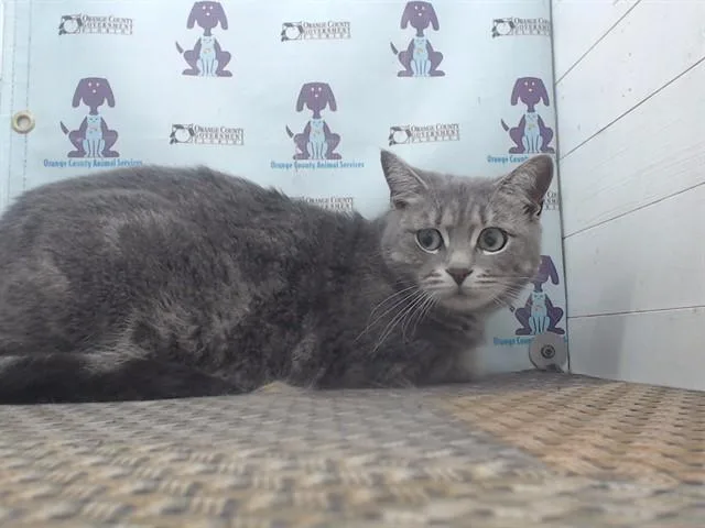 An adult small-sized female Domestic Short Hair cat named Princess for adoption in Orlando, FL
