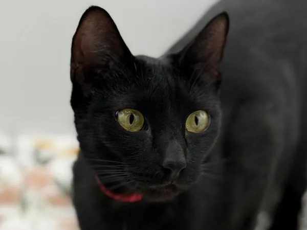 An adult small-sized female Domestic Short Hair cat named Cupcake for adoption in Portland, OR