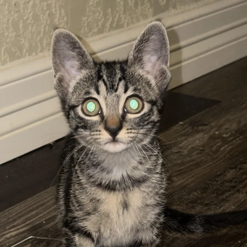 A baby medium-sized female Tabby (Brown / Chocolate) Domestic Short Hair cat named Frida for adoption in Liverpool, TX