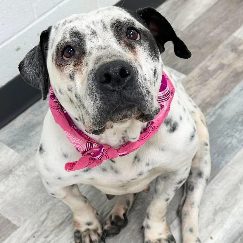 An adult large-sized female White / Cream Pit Bull Terrier dog named Berry for adoption in Lufkin, TX