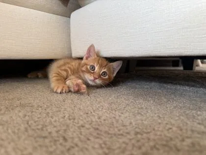 A baby small-sized male Domestic Short Hair cat named Onion for adoption in West Chester, PA