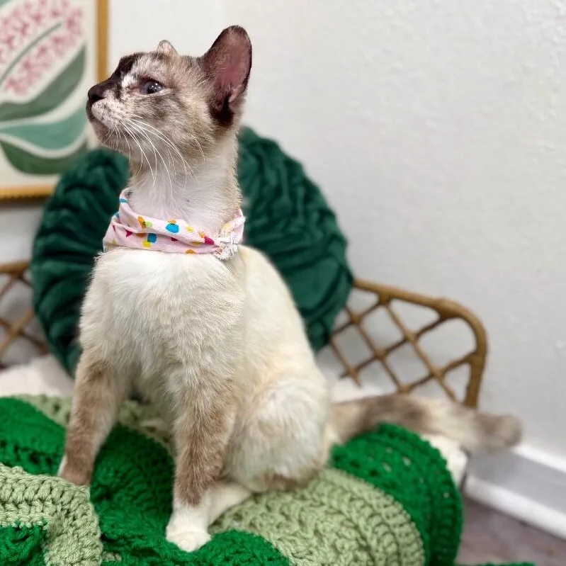 An adult medium-sized female Flame Point Snowshoe cat named Bria Meowsers for adoption in Friendswood, TX