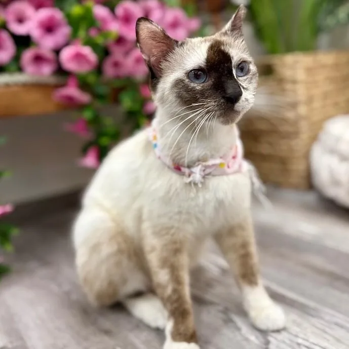 Bria Meowsers thumbnail 2