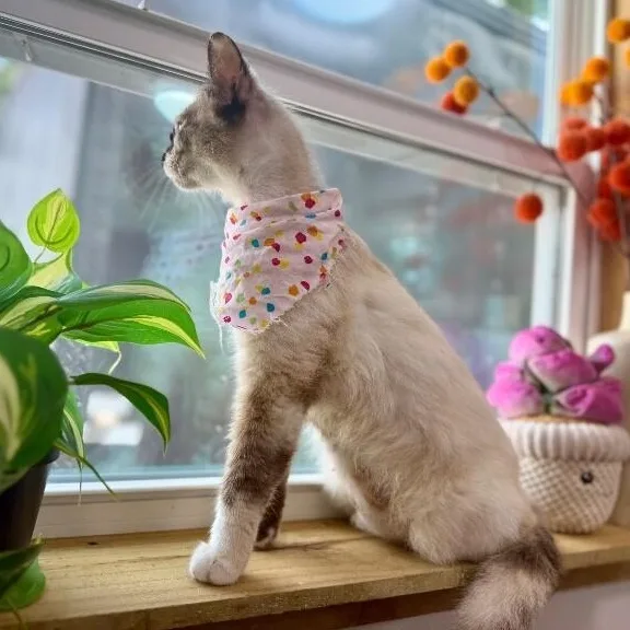 Bria Meowsers thumbnail 3