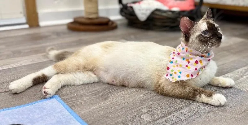 Bria Meowsers thumbnail 5