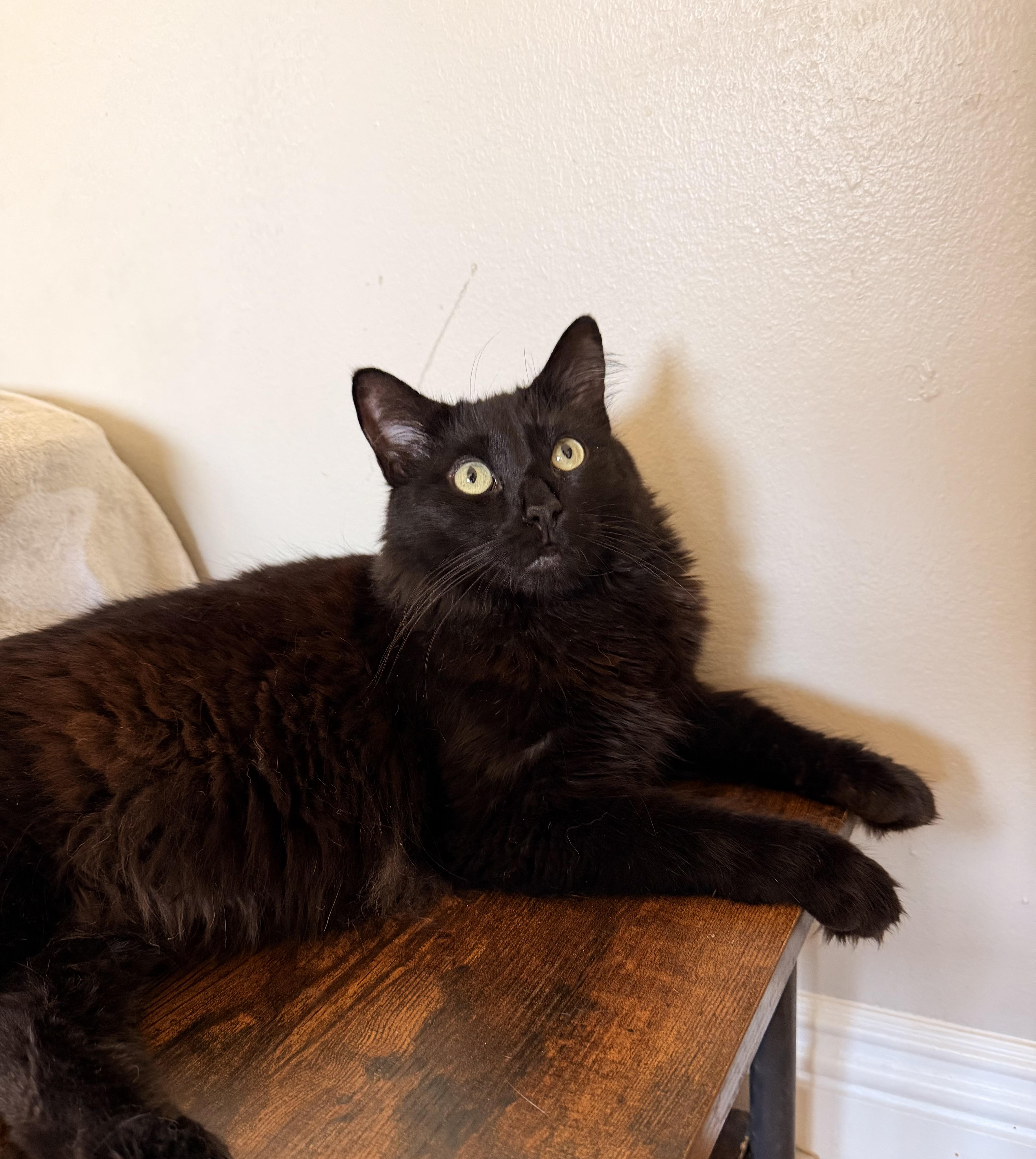 An adult medium-sized male Domestic Long Hair cat named Baby Bear for adoption in Long Beach, CA