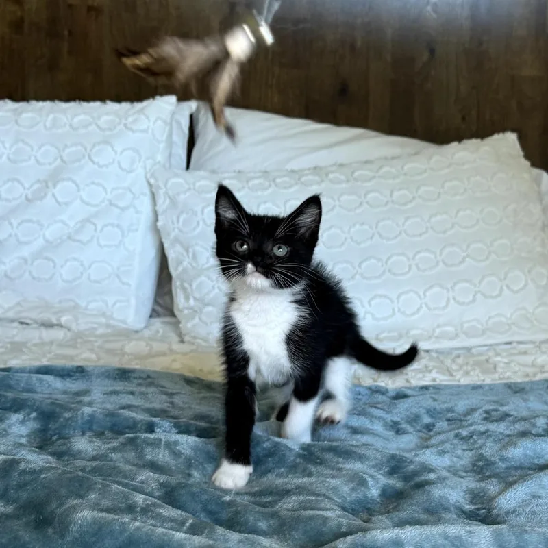 A baby small-sized male Black Domestic Short Hair cat named Spock for adoption in Long Beach, CA