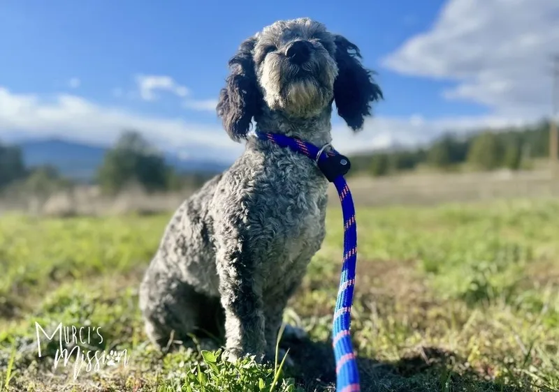 A young small-sized female Aussiedoodle dog named Winnie for adoption in Spokane , WA