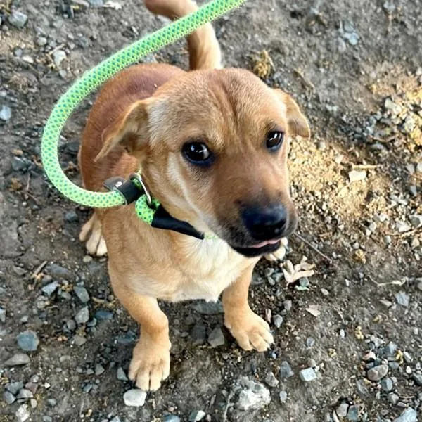 A young small-sized female Shar-Pei dog named Dinah Washington for adoption in Walnut Creek, CA