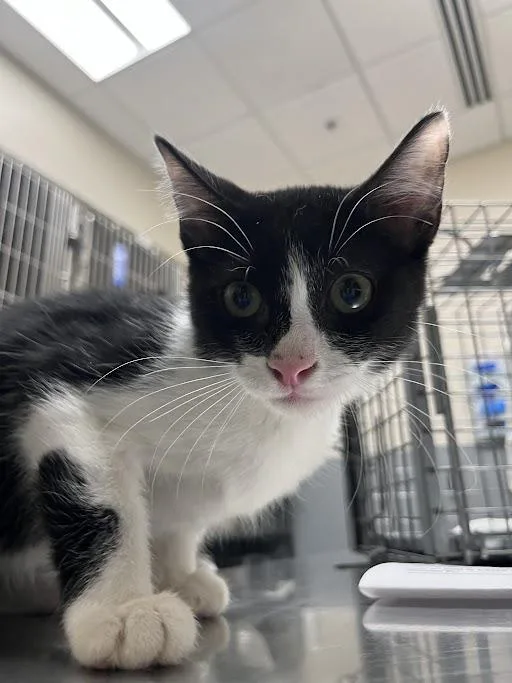 A baby small-sized male Domestic Short Hair cat named Rupert for adoption in Las Vegas, NV