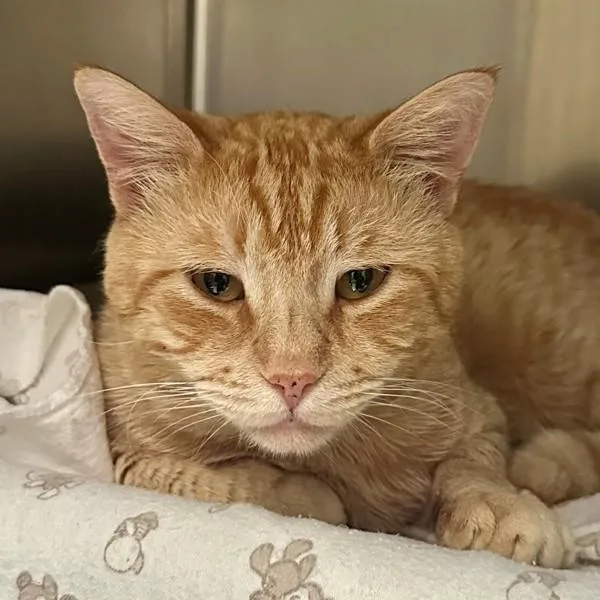 An adult large-sized male Domestic Short Hair cat named Bourble for adoption in Walnut Creek, CA